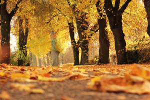 Camminata tra il foliage del Lago di Villa e la miniera d'oro di Brusson