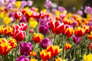 Losanna e la festa dei tulipani
