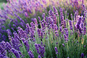 La lavanda di Sale San Giovanni e il borgo di Saliceto