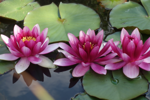 La fioritura dei fiori di loto a Mantova