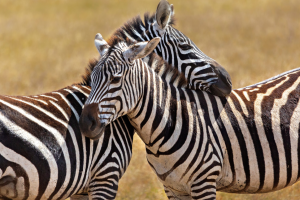 Safari in Tanzania