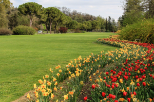 Tulipanomania al Parco Sigurtà e Borghetto sul Mincio