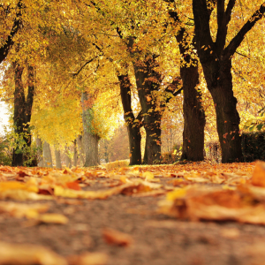 Camminata tra il foliage del Lago di Villa e la miniera d'oro di Brusson