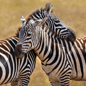 Safari in Tanzania