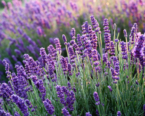 lavanda-2.png