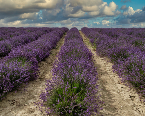 lavanda-3.png