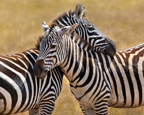 tanzania-3.png