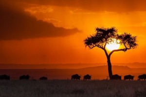 Kenya: tra safari e spiagge bianche